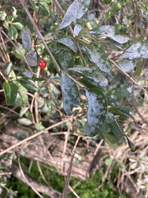Lycium barbarum - Boksdoorn