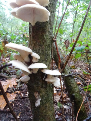 Pleurotus pulmonarius - Bleke oesterzwam