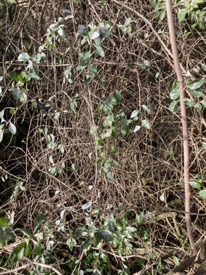 Lycium barbarum - Boksdoorn
