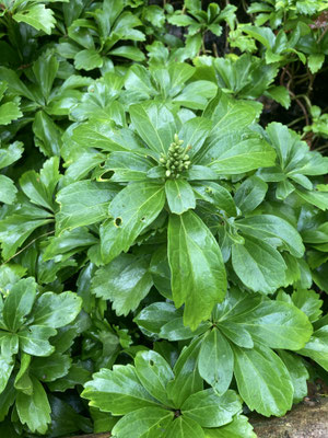 Pachysandra terminalis - Dikkemanskruid