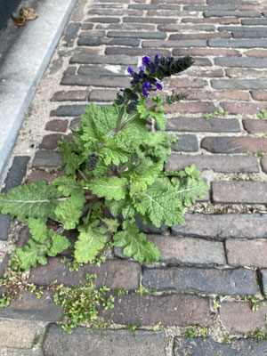 Salvia verbenaca - Kleinbloemige salie