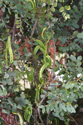 Ceratonia siliqua - Johannesbroodboom