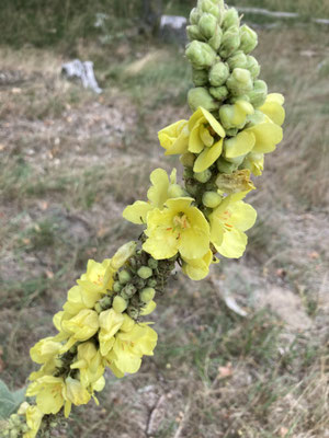 Verbascum densiflorum - Stalkaars