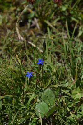 Gentiana nivalis