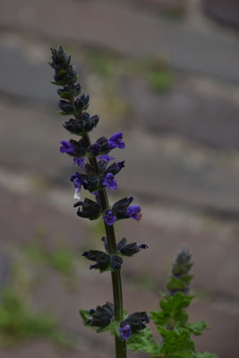 Salvia verbenaca - Kleinbloemige salie