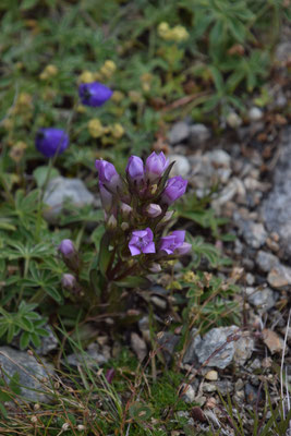 Gentianella campestris - Veldgentiaan