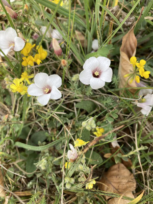 Oxalis articulata - Knolklaverzuring