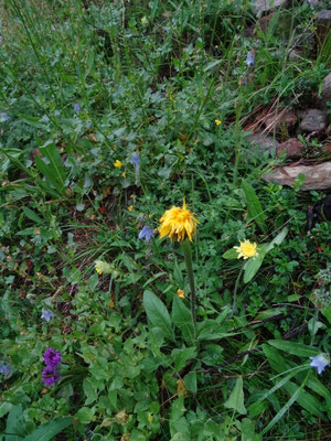 Hypochoeris uniflora