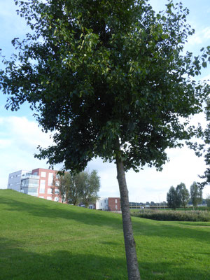 Alnus cordata - Hartbladige els