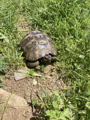 Moorse Landschildpad