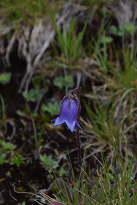 Campanula barbata - Harig klokje