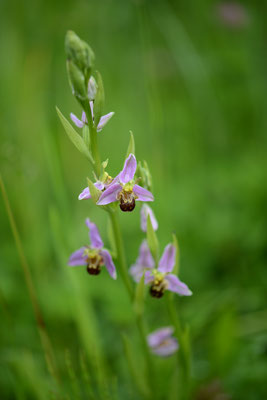 Bijenorchis