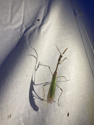 Empusa pennata