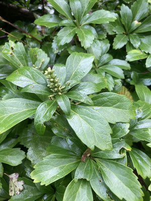 Pachysandra terminalis - Dikkemanskruid