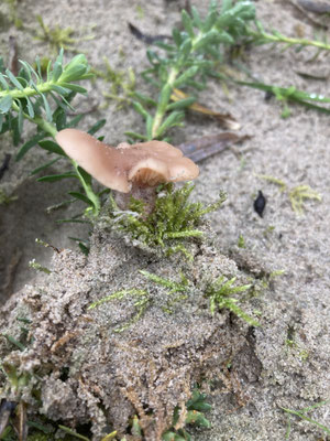 Clitocybe diatreta - Vaalroze trechterzwam