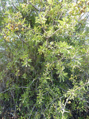Pyrus amygdaliformis