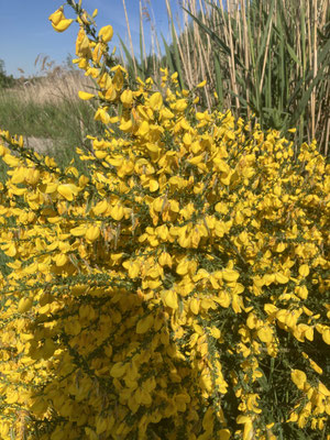 Cytisus scoparius - Brem