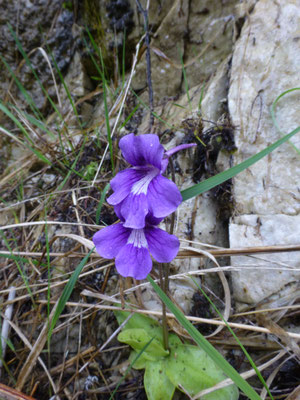 Pinguicula vulgaris - Gewoon vetblad