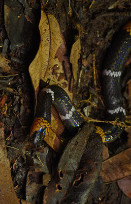 Micrurus hemprichii hemprichii - Echte Breed-zwartbandige Koraalslang
