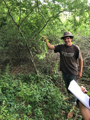 Découverte du houblon, les feuilles sont comestibles