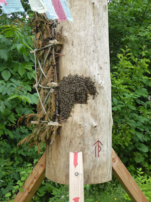 20.6.20 - Immer mehr Bienen sitzen draußen