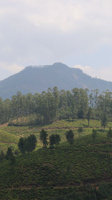 Munnar, Indien