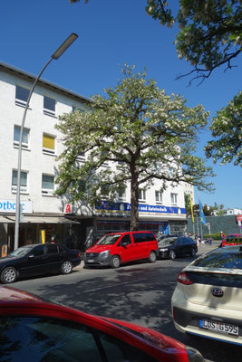 Mai 2025: noch blühte der Baum