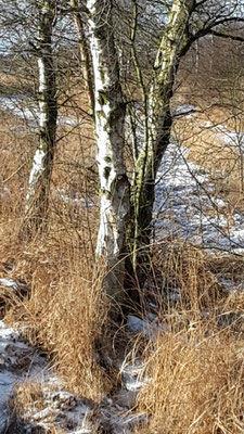 Winter am Ewigen Meer