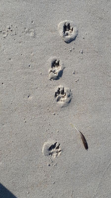 Spuren im Sand, ein Wolf?