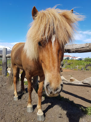 Mein Pony von Lava Horse