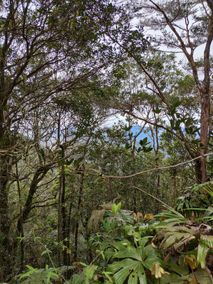 Regenwald Borneo, Mount Kinabalu, Sabah, Borneo, Malaysia