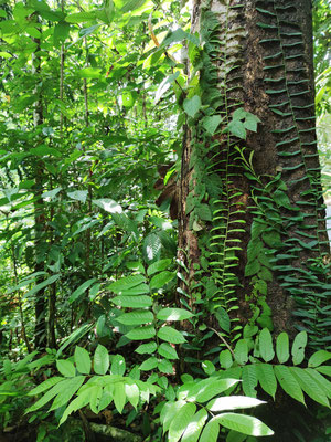 Impressionen aus dem Regenwald, Rainforest Discovery Center, Sepilok, Sabah, Malaysia