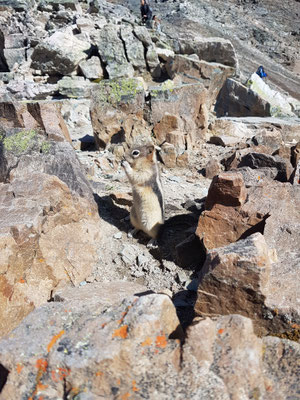 Streifenhörnchen am Sentinel Pass