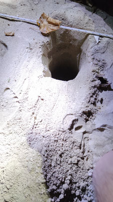 Schildkrötennest in der Turtle Hatchery