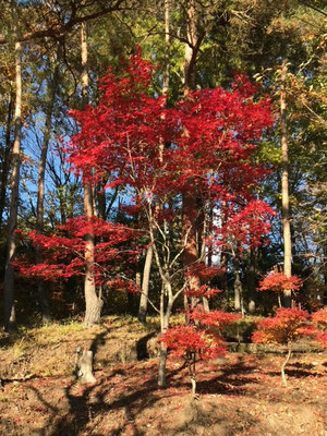 標高1200メートルの紅葉