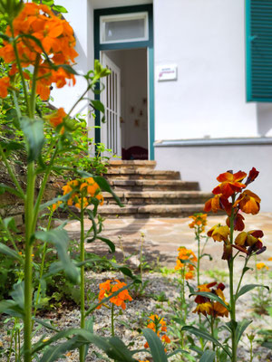 Das Bild zeigt den Eingang zur Praxis von außen, etwas unscharf durch die grüne Umgebung vor der Praxistür. Die Sonne wirft einen schönen Schatten durch die Blumen.