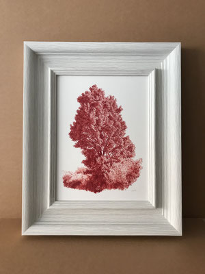 "Árbol en Marrón Perileno"  51 x 42 cm. framed. Colored pencil on paper glued to aluminium dibond and wood frame. Private collection. Sold.