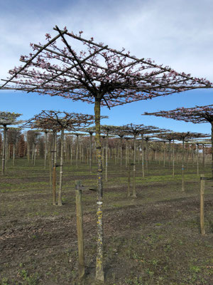 Prunus cer. 'Nigra'in bloei