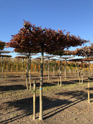 Quercus palustris zijn herfstkleur