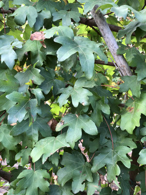 Het blad van de Acer