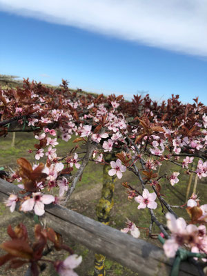 De bloeiwijze van de Prunus cer. 'Nigra'