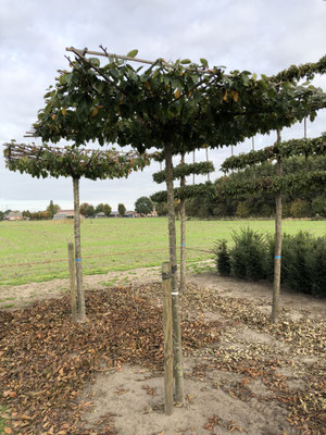 Carpinus bet. 'Purpurea'