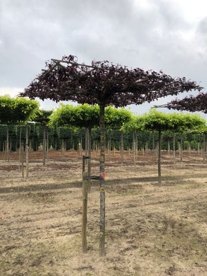 Prunus cer. 'Nigra' in blad