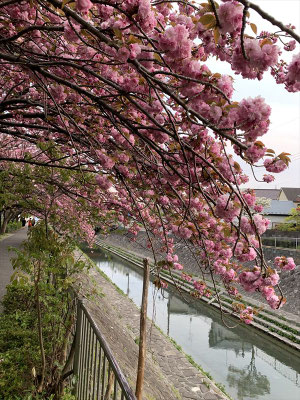 ＜s20-144＞Katsuさん：さとさくら／4月16日(木)／善福寺川　杉並済美周辺