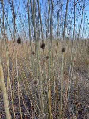 willow coppice kidlington in winter