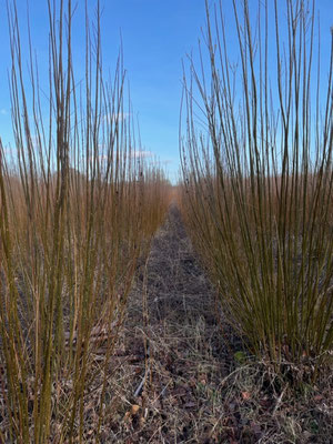 willow coppice kidlington in winter