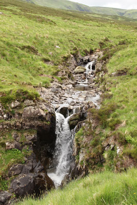 Grey Mares Tail
