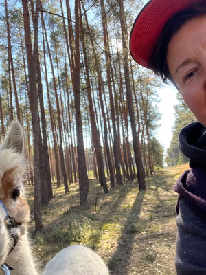 Ein Spaziergang mit Alpaka Pachakusi macht viel Freude