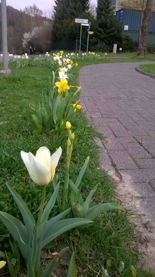 Die ersten Tulpen gesellen sich zu den vielen Narzissen