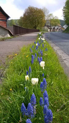 Blaue Traubenhyazinthen und weiße kurzstengelige Tulpen- eine schöne Kombination